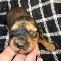 LH Leah CKC, a female Miniature Dachshund for sale in San Antonio, TX – 4 of 10