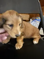 LH  Prince, a male Miniature Dachshund for sale in San Antonio, TX – 5 of 10