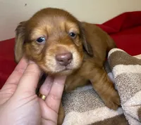 Teddy Bear, a male Miniature Dachshund for sale in San Antonio, TX – Photo 2 of 6