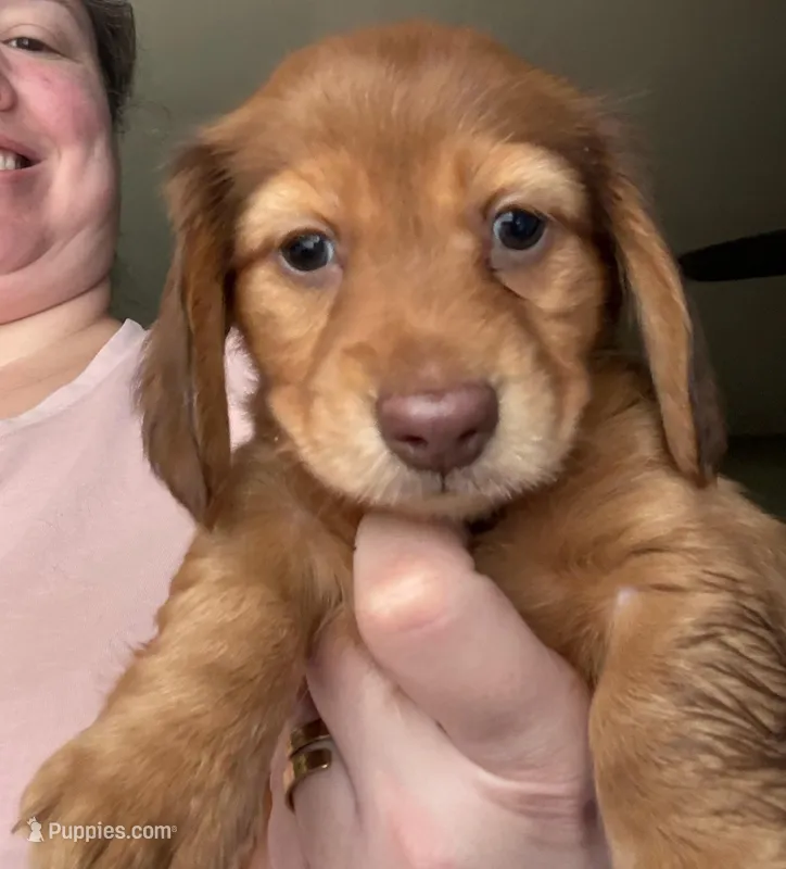 Teddy Bear Long Hair – Miniature Dachshund puppy for sale in San Antonio, TX