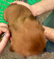 Teddy Bear Long Hair, a male Miniature Dachshund for sale in San Antonio, TX – Photo 4 of 6
