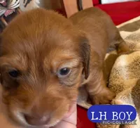 Shaded Red cream, a male Miniature Dachshund for sale in San Antonio, TX – Photo 1 of 3