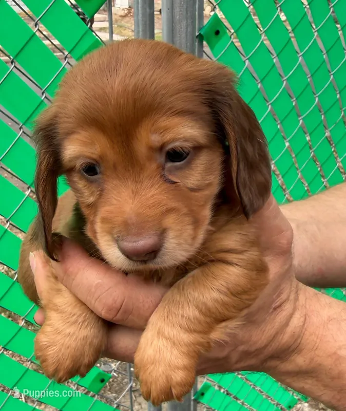 Teddy Bear – Miniature Dachshund puppy for sale in San Antonio, TX