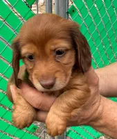 Teddy Bear Long Hair, a male Miniature Dachshund for sale in San Antonio, TX – Photo 1 of 6