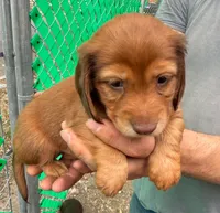 Teddy Bear Long Hair, a male Miniature Dachshund for sale in San Antonio, TX – Photo 3 of 6
