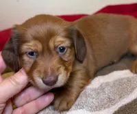 Teddy Bear, a male Miniature Dachshund for sale in San Antonio, TX – Photo 3 of 6