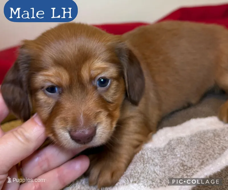 Teddy Bear, a male Miniature Dachshund for sale in San Antonio, TX – Photo 1 of 6