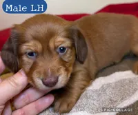 Teddy Bear, a male Miniature Dachshund for sale in San Antonio, TX – Photo 1 of 6