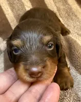 LH Cosmos CKC, a male Miniature Dachshund for sale in San Antonio, TX – 1 of 10