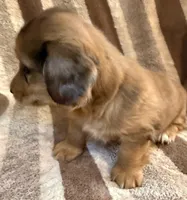 LH  Chewbacca , a male Miniature Dachshund for sale in San Antonio, TX – 6 of 10