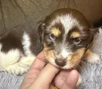 AKC/CKC LH Snickers , a male Miniature Dachshund for sale in San Antonio, TX – 4 of 10