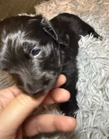 AKC/CKC LH Black Bear, a male Miniature Dachshund for sale in San Antonio, TX – 2 of 9