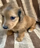 LH  Chewbacca , a male Miniature Dachshund for sale in San Antonio, TX – 5 of 10