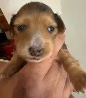 LH Oliver, a male Miniature Dachshund for sale in San Antonio, TX – 2 of 6