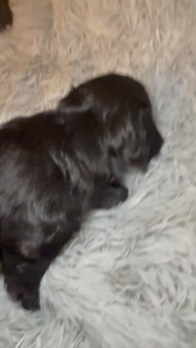 AKC/CKC LH Black Bear, a male Miniature Dachshund for sale in San Antonio, TX – 6 of 9