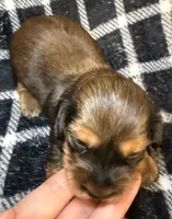 LH Leah CKC, a female Miniature Dachshund for sale in San Antonio, TX – 5 of 10