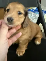 LH  Prince, a male Miniature Dachshund for sale in San Antonio, TX – 2 of 10