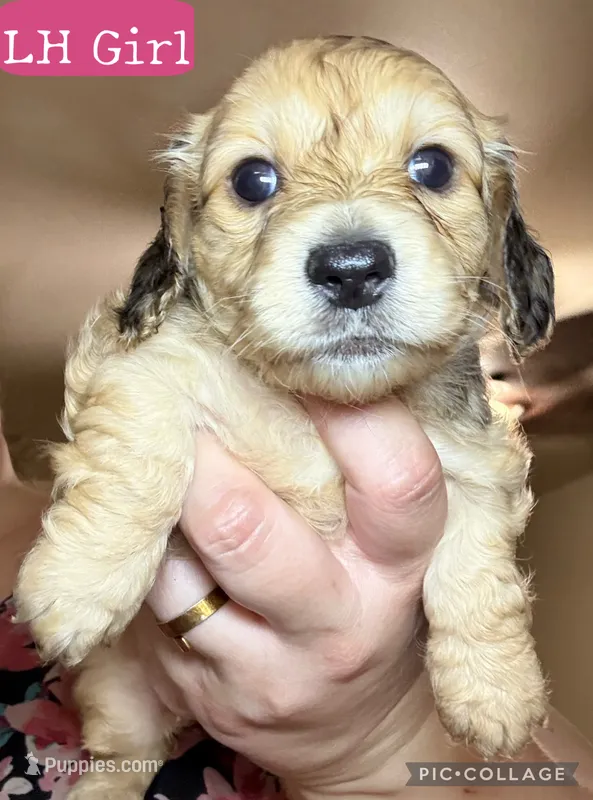AKC/CKC LH Bella – Miniature Dachshund puppy for sale in San Antonio, TX