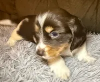 AKC/CKC LH Snickers , a male Miniature Dachshund for sale in San Antonio, TX – 2 of 10