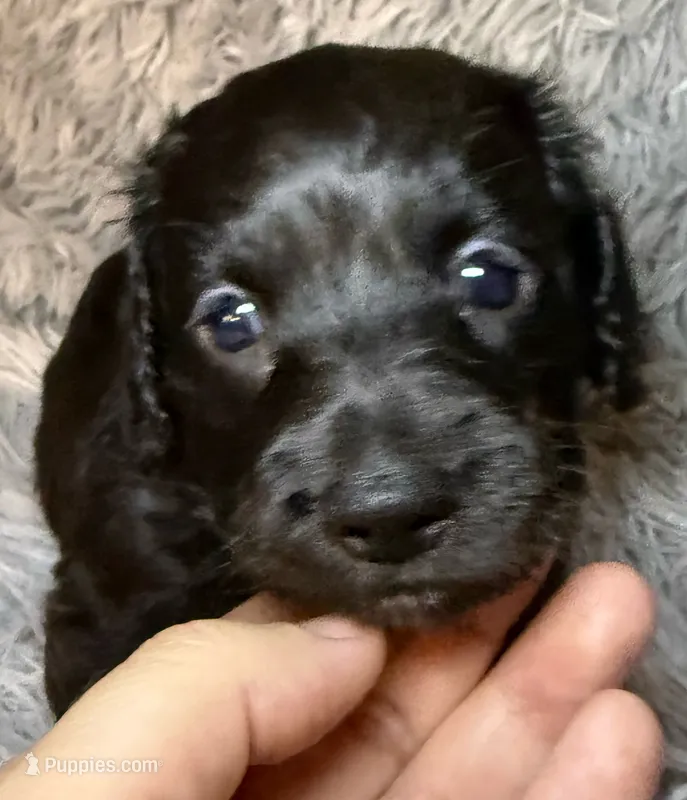 AKC/CKC LH Black Bear – Miniature Dachshund puppy for sale in San Antonio, TX