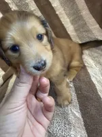 LH  Chewbacca , a male Miniature Dachshund for sale in San Antonio, TX – 2 of 10