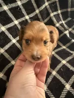 LH Dapple Oliver, a male Miniature Dachshund for sale in San Antonio, TX – 4 of 9