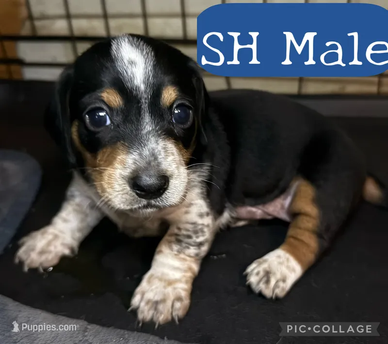 CKC Oreo – Miniature Dachshund puppy for sale in San Antonio, TX