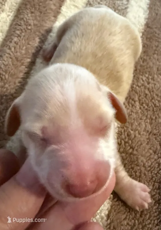 AKC Eleanor LH – Miniature Dachshund puppy for sale in San Antonio, TX