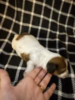 Rosa, a female Miniature Dachshund for sale in San Antonio, TX – 4 of 7