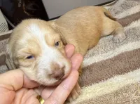 AKC LH Eleanor , a female Miniature Dachshund for sale in San Antonio, TX – 4 of 10