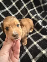 LH Dapple Oliver, a male Miniature Dachshund for sale in San Antonio, TX – 1 of 9