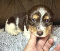 AKC/CKC LH Snickers , a male Miniature Dachshund for sale in San Antonio, TX – 7 of 10