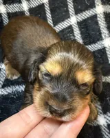 LH Leah CKC, a female Miniature Dachshund for sale in San Antonio, TX – 2 of 10