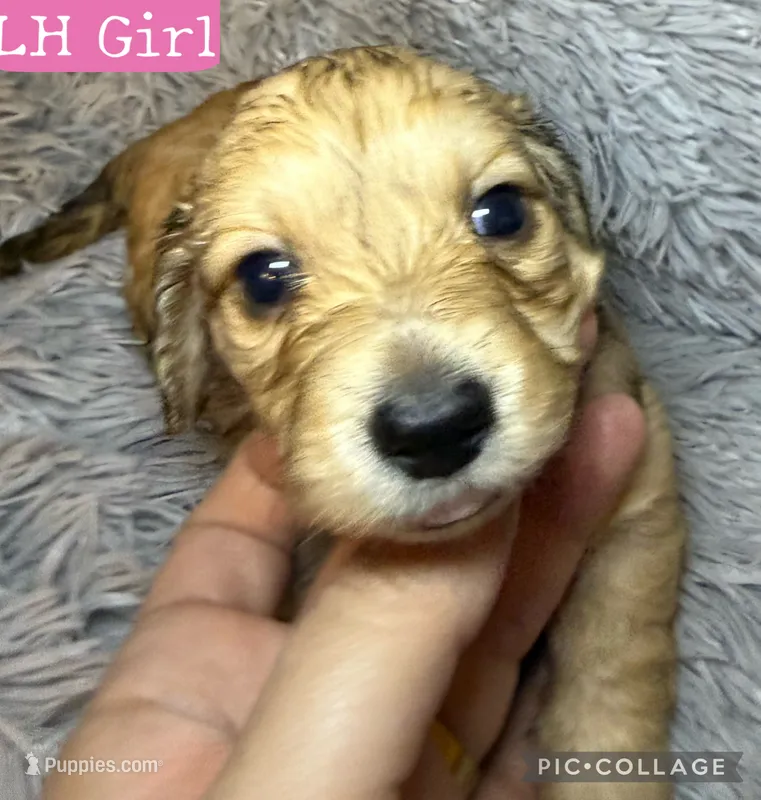 AKC/CKC LH Bella – Miniature Dachshund puppy for sale in San Antonio, TX