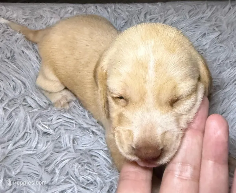 Vanilla – Miniature Dachshund puppy on hold in San Antonio, TX