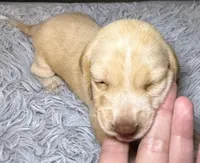 Vanilla, a female Miniature Dachshund for sale in San Antonio, TX – 1 of 5