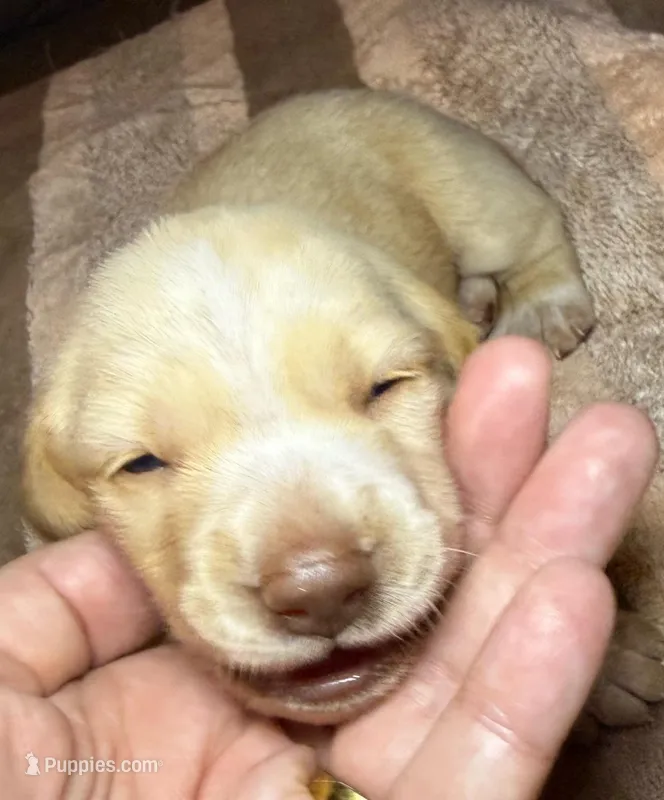 Vanilla – Miniature Dachshund puppy for sale in San Antonio, TX