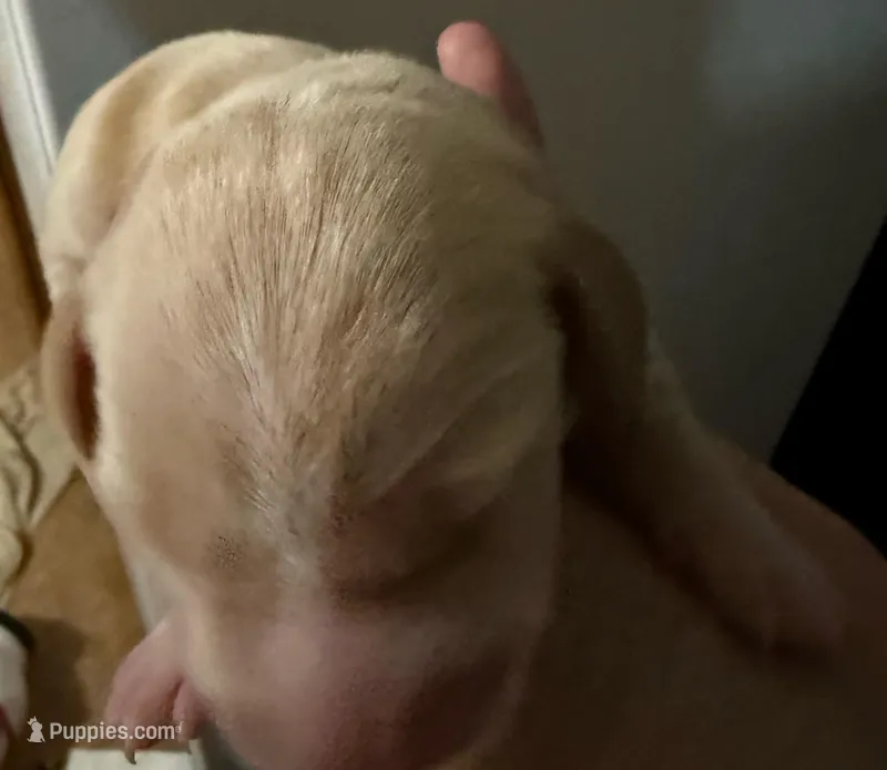 Vanilla – Miniature Dachshund puppy for sale in San Antonio, TX