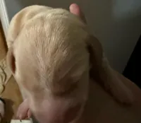 Vanilla, a female Miniature Dachshund for sale in San Antonio, TX – Photo 1 of 4