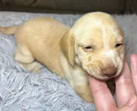 Vanilla, a female Miniature Dachshund for sale in San Antonio, TX – 2 of 5