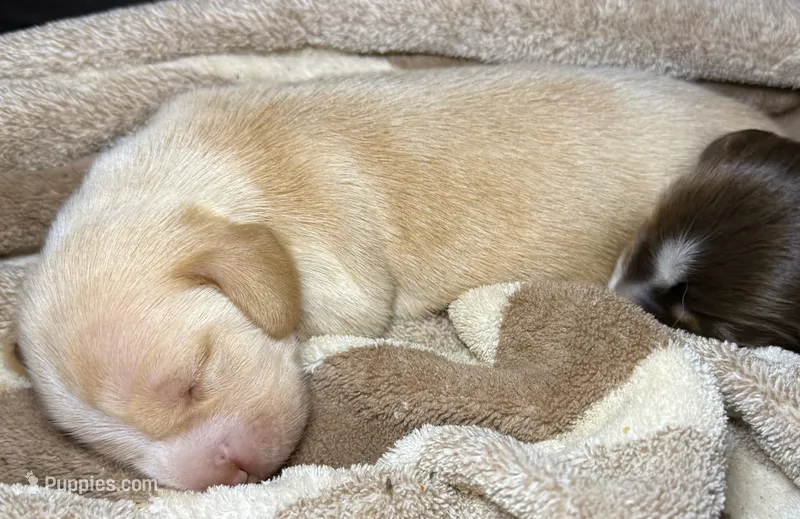 Vanilla – Miniature Dachshund puppy for sale in San Antonio, TX