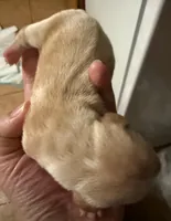 Vanilla, a female Miniature Dachshund for sale in San Antonio, TX – Photo 2 of 4