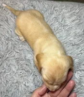 Vanilla, a female Miniature Dachshund for sale in San Antonio, TX – 3 of 5