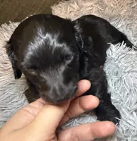 AKC/CKC LH Black Bear, a male Miniature Dachshund for sale in San Antonio, TX – 3 of 9