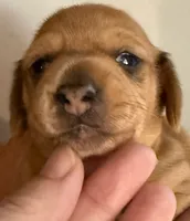 SH Andrea, a female Miniature Dachshund for sale in San Antonio, TX – 2 of 6