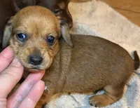 Bella, a female Miniature Dachshund for sale in San Antonio, TX – 5 of 9