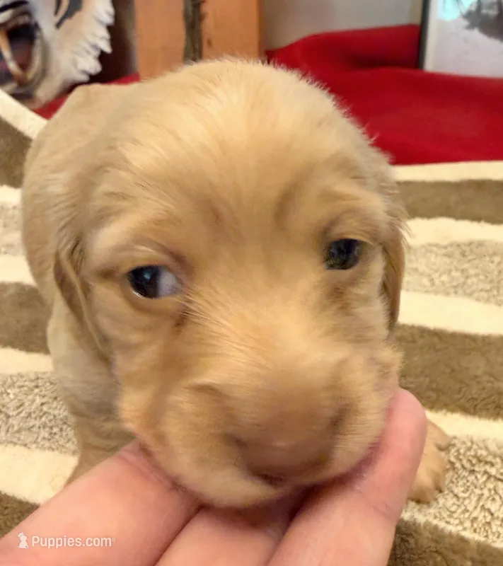 Cream Girl – Miniature Dachshund puppy for sale in San Antonio, TX
