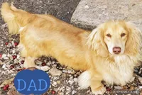 Cream Girl, a female Miniature Dachshund for sale in San Antonio, TX – Photo 3 of 4