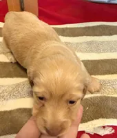 Cream Girl, a female Miniature Dachshund for sale in San Antonio, TX – Photo 2 of 4