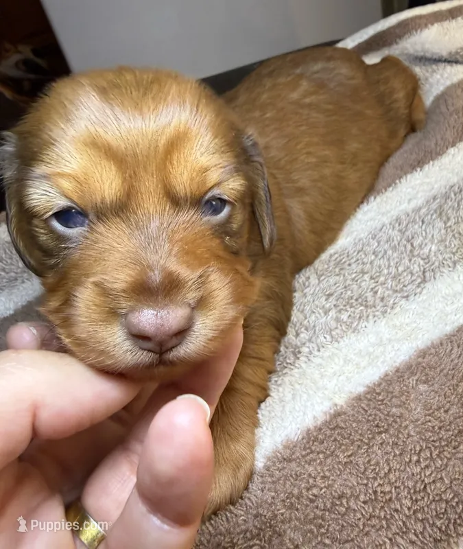 AKC LH Amelia – Miniature Dachshund puppy for sale in San Antonio, TX